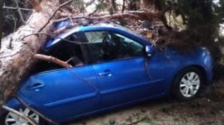 BŞİH ağacın maşının üzərinə aşması ilə bağlı məlumat yaydı  - FOTO