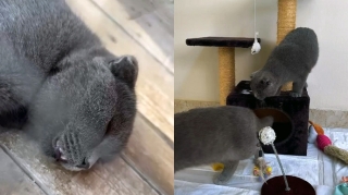 "AF Hotel"də saxlanılan heyvanlar xilas edildi - FOTO