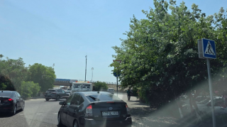 Nizamidə ağaclar "Yol ver" nişanının qarşısını kəsib – FOTO 