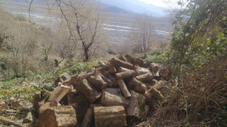 Oğuzda ağacların kəsilməsinə görə cinayət işi açıldı - FOTO