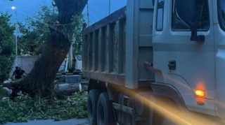 Güclü külək Gəncədə 5 irigövdəli ağacı aşırdı – FOTO 