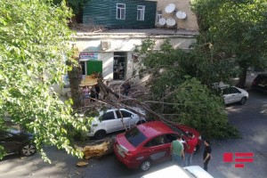Bakıda ağac avtomobilin üzərinə aşıb - FOTO
