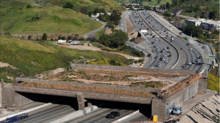 ABŞ-də heyvanlar üçün dünyanın ən böyük körpüsü tikilir - FOTO