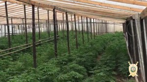 Maştağada narkoplantasiya aşkar edilib - FOTO