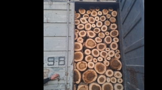 İmişlidə qanunsuz olaraq ağac kəsən şəxs məsuliyyətə cəlb olundu  - FOTO