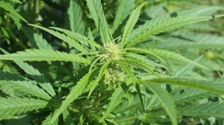 Ucarda çöllük ərazidə çətənə bitkiləri yetişdirən iki nəfər saxlanılıb   - FOTO