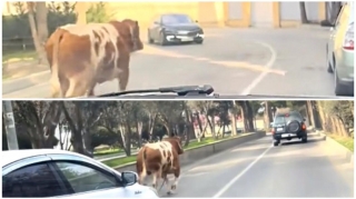 Bakıda “Qazel”dən yıxılan inək yol boyu qaçıb  çətin anlar yaşatdı  - VİDEO