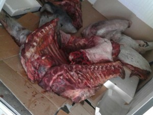 Avtomobildən at əti aşkar olundu - FOTO