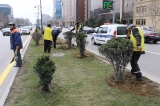 Yol kənarlarına həmişəyaşıl ağac və kol bitkiləri əkildi - FOTOLAR