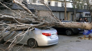 Bakıda irigövdəli ağac maşının üzərinə aşdı: Xəsarət alan var - VİDEO 