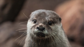 Gəmiricilər kabelləri məhv edib təzə avtomobillərə ziyan vurdu 