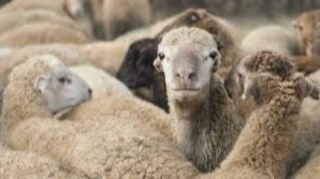 Ağdaşda qanunsuz heyvan satan və kəsən şəxs saxlanılıb