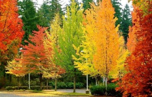 Bu gecə gözlənilən hava şəraiti açıqlandı