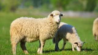 İribuynuzlu və xırdabuynuzlu heyvanların sayı azaldı 