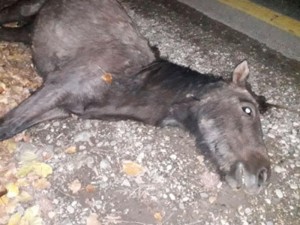 Quba-Xaçmaz yolunda QAZ-3110 at sürüsünə çırpıldı - FOTO