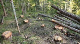 Ağacların kəsilməsi ilə bağlı toplanmış sənədlər Baş Prokurorluğa göndərilib