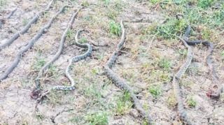Masallıda 17 ilanın öldürüldüyü ev nəzarətə götürüldü - İcra Hakimiyyəti 