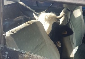 Reyd zamanı iki “FİAT”dan oğurluq dana aşkarlandı: 5 nəfər həbs olundu – FOTO