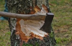 Vətəndaş öz həyətindəki ağacı kəssə cərimələnə bilərmi?