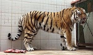 Parisdə pələng sirkdən qaçıb