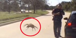 Qorxunc hörümçəyin yol polisinə “hücum” anı kameraya yaxalandı – VİDEO