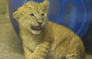 Maşın qarajından aslan balası tapılıb - FOTO