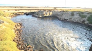 Bakıda doğranmış insanın başı da tapıldı - FOTO