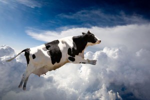 Salyanda inək qanad açıb uçdu - VİDEO