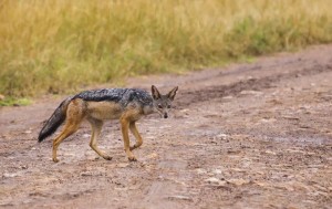 Çaqqal yol qəzasına səbəb oldu: 3 nəfər yaralanıb - Ağstafada