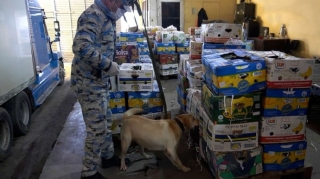 "Qarpız" yükünün içərisindən külli miqdarda narkotik vasitə aşkarlandı - FOTO - VİDEO