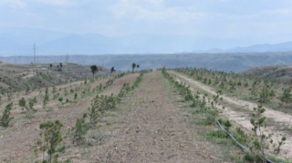 Zəngilanda 30 min ağacdan ibarət meşə massivi salınır - FOTO 