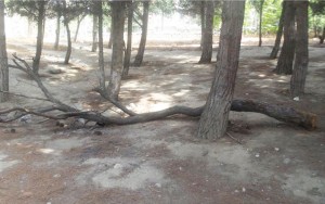 Polis ağacları qurutmaq istəyənləri axtarır