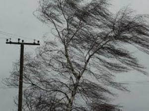 Qubada güclü külək fəsadlar törədib