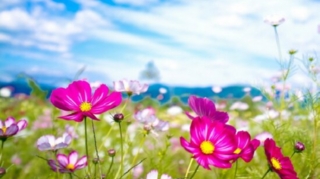 Sabahın hava proqnozu açıqlandı