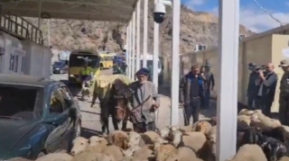 Qarabağ ermənisi qoyunlarını da sərhəddən keçirdi   - VİDEO