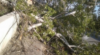 Şabranda ağac qadının üstünə aşıb