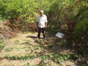 Qusarda meşədə narkotik bitki becərən şəxs saxlanılıb - FOTO