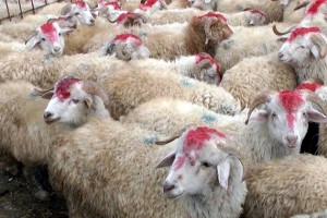 Azərbaycanda Qurban bayramı qeyd olunur