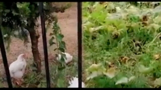 Lənkəranda DSK-nın həyətində tərəvəz əkilir, toyuq-cücə saxlanılır  - VİDEO