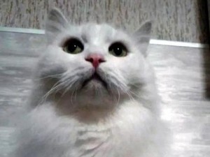 Uğur gətirən pişik 317 min manata satılır - FOTO