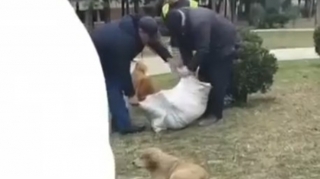 Mingəçevirdə sahibsiz itlər öldürülür? - Rəsmi açıqlama - VİDEO