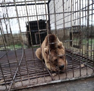 Qubada ayı saxlayan şəxs aşkarlanıb - FOTO