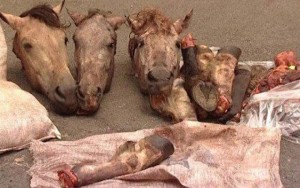 Bizə niyə at-eşşək əti yedirirlər?