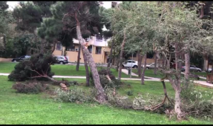 Bakıda "Kamaz" parka girdi, ağacları məhv etdi - VİDEO
