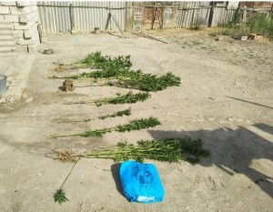 Şirvan sakinindən 500 qram marixuana aşkar edilərək götürülüb - FOTO