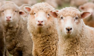 Qoyun oğruları saxlanılıb - Salyanda