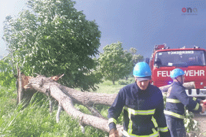 Ağac avtomobilin üzərinə düşdü: azərbaycanlı sürücü xəsarət alıb - FOTO