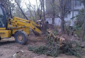 Bakıda ağaclar abadlıq adı ilə kütləvi şəkildə kəsilib – FOTO
