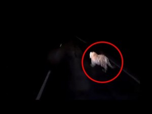 Sürücü nəsli tükənməkdə olan heyvanı vurub öldürdü - VİDEO