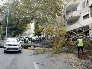 Yola aşan ağac kəsilərək götürülüb - FOTO